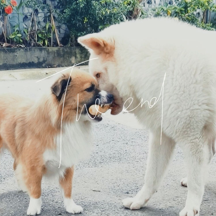 犬の歯を掃除するおもちゃ